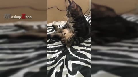 Laughs Guaranteed: Funny Animal Moments to Brighten Your Day | Pets Island