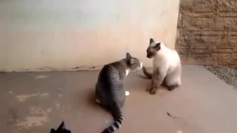 Gatos engraçados - Briga de Gatos