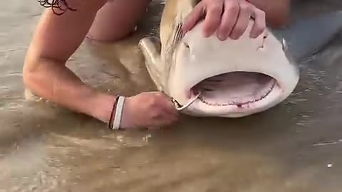 Unhooking a shark