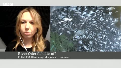 Tons of dead fish found in river on German-Polish border - BBC News