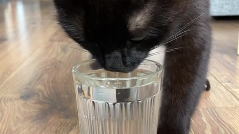 Cat Does Adorable Water Dance