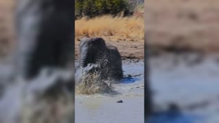 when hippo meets elephant