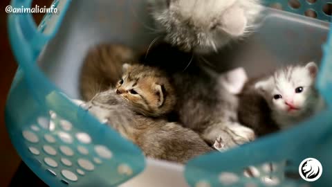 full of cuteness : Baby cat edition