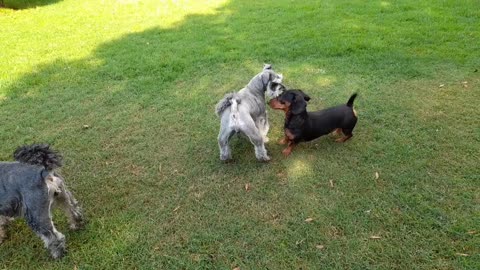 Dachshund really wants to play!