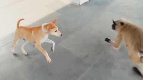 Dog vs monkey . who will win.monkey vs dog ............