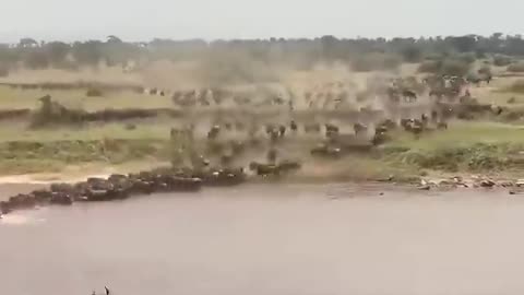 Wild beast crossing river