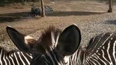 A zebra