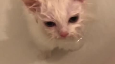 A wet cat