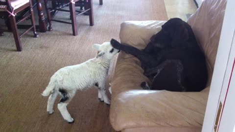 Adorable Pet Lamb Thinks She's A Dog