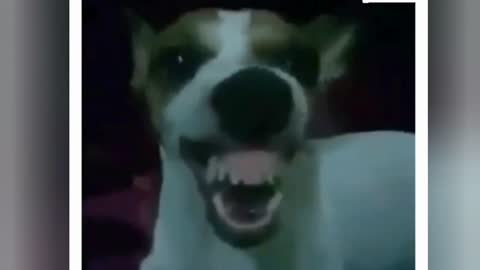 beautiful dog laugh