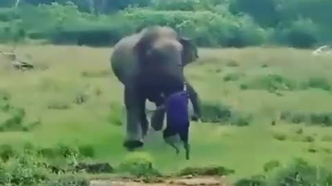 Elephant attack