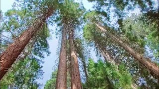 Giant Sequoia Trees at Sequoia National Park