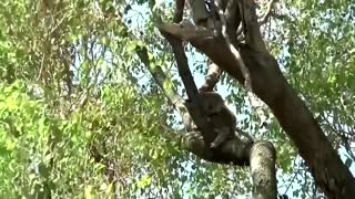 Australia boosts spending to protect koalas