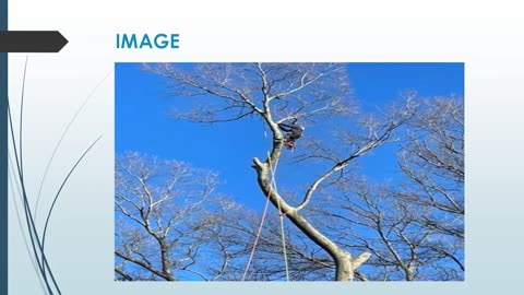 Best Arborist in Grafton