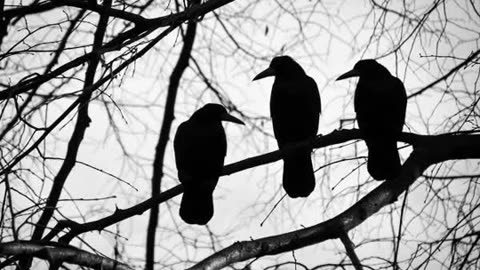 Three Ravens