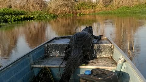 Alligator Taken on Scenic Boat Tour
