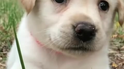 cute dog status video HD video