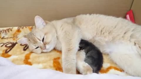 Looking back at the mother cat holding a kitten in her mouth