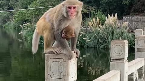 Monkey fishing for banana