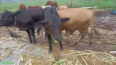 Cow Cute, Cow Funny Videos