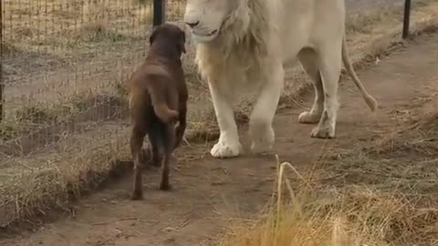Lion asks dog for forgiveness