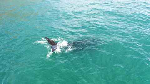 Baleine franche Australie