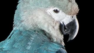 How The Spix's Macaw Will Soon Be Gone!