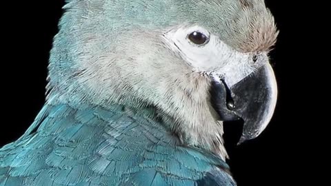 How The Spix's Macaw Will Soon Be Gone!