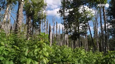 Subarctic boreal forests, vital for the planet, are also at risk