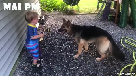 Cute moments German Shepherd Dogs and kids playing together - Funny Babies and Pets