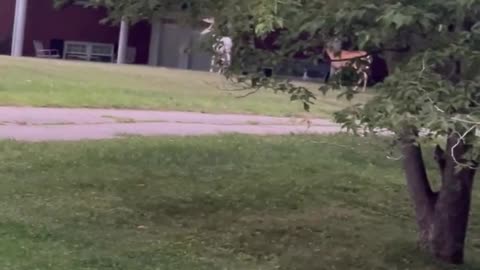 Rare Albino Deer Grazes in Front Lawn