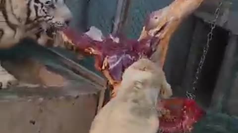 Tiger Eat Cow Meet 👿 Dangerous Tiger Video || Dog Sword
