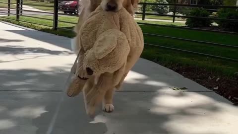 Dog walk with favourite teddy toy