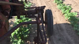 1946 Farmall A cultivating Okra