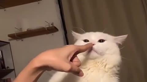 white cat refuse to be touched