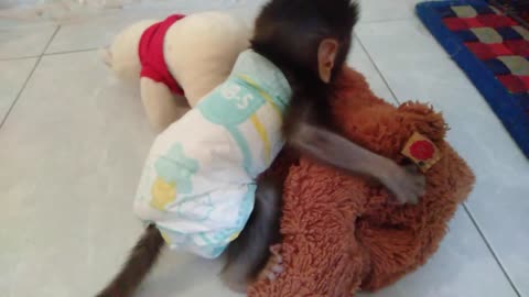 Cute Baby Monkey DiDot Playing With Doll Cute