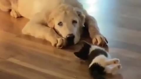 Paws and Claws: A Dog and a Cat's Amazing Friendship