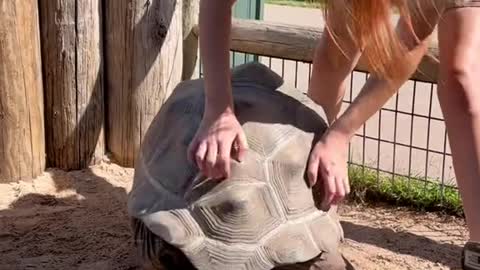 Can tortoises feel shell scratches?