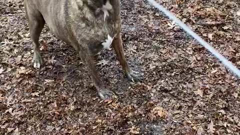 GSD going after the hose AGAIN