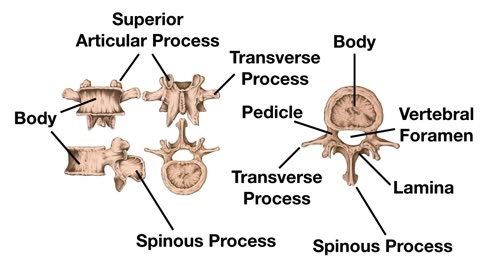 Vertebral Column Anatomy and Bones