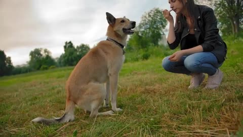 Basic dog training - top 7 commands every dog mus know