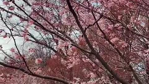 Did you know New Jersey has more cherry blossom trees than D.C.