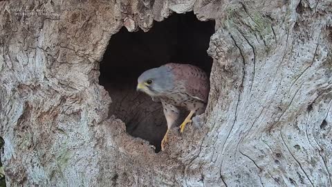 Kestrels Search for Perfect Nest