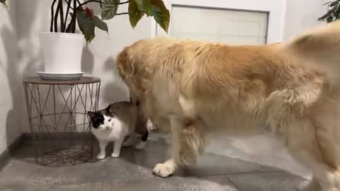 Golden Retriever Shocked by Nervous Cat [Simon tired of dog kisses]