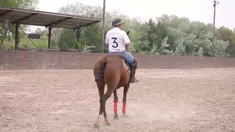 Training Polo Ponies