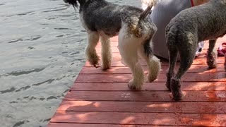 Poodle Gracefully Steps Right Off Dock