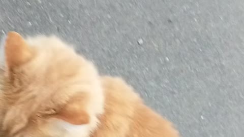 My cat, Goldie, greeting me after I return from work.