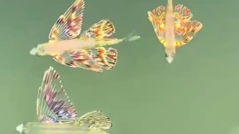 Baby Colorful Flying Fish