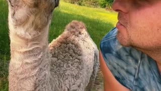 Such a cute baby camel