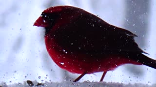 Cardinal